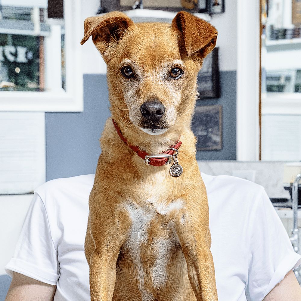 A photo of a dog sitting in it's owners lap, so that the dog's head replaces that of the human.